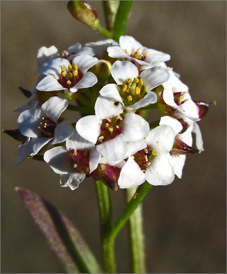 sm 225.jpg - Someone had probably broadcast the seeds of this garden plant, Sweet Alyssum (Lobularia maritima) & it had re-seeded itself.